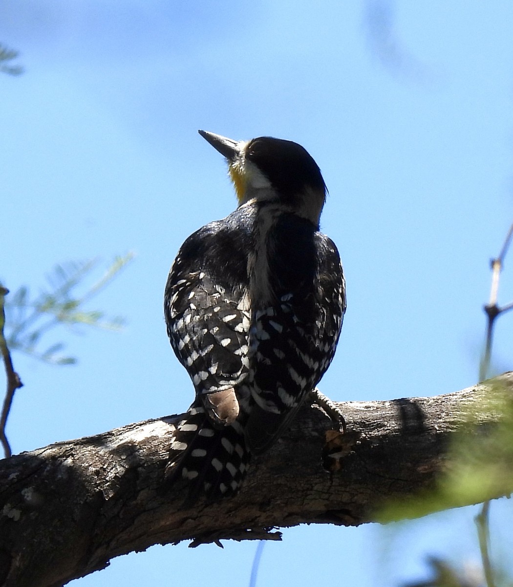 White-fronted Woodpecker - ML511625191