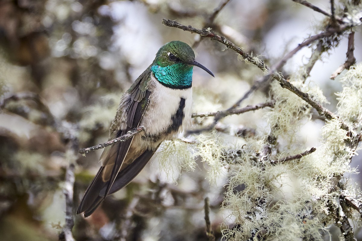 Green-headed Hillstar - ML511626111