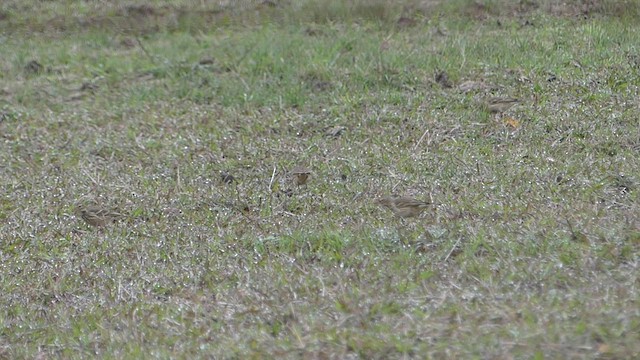 Pipit d'Amérique - ML511626121