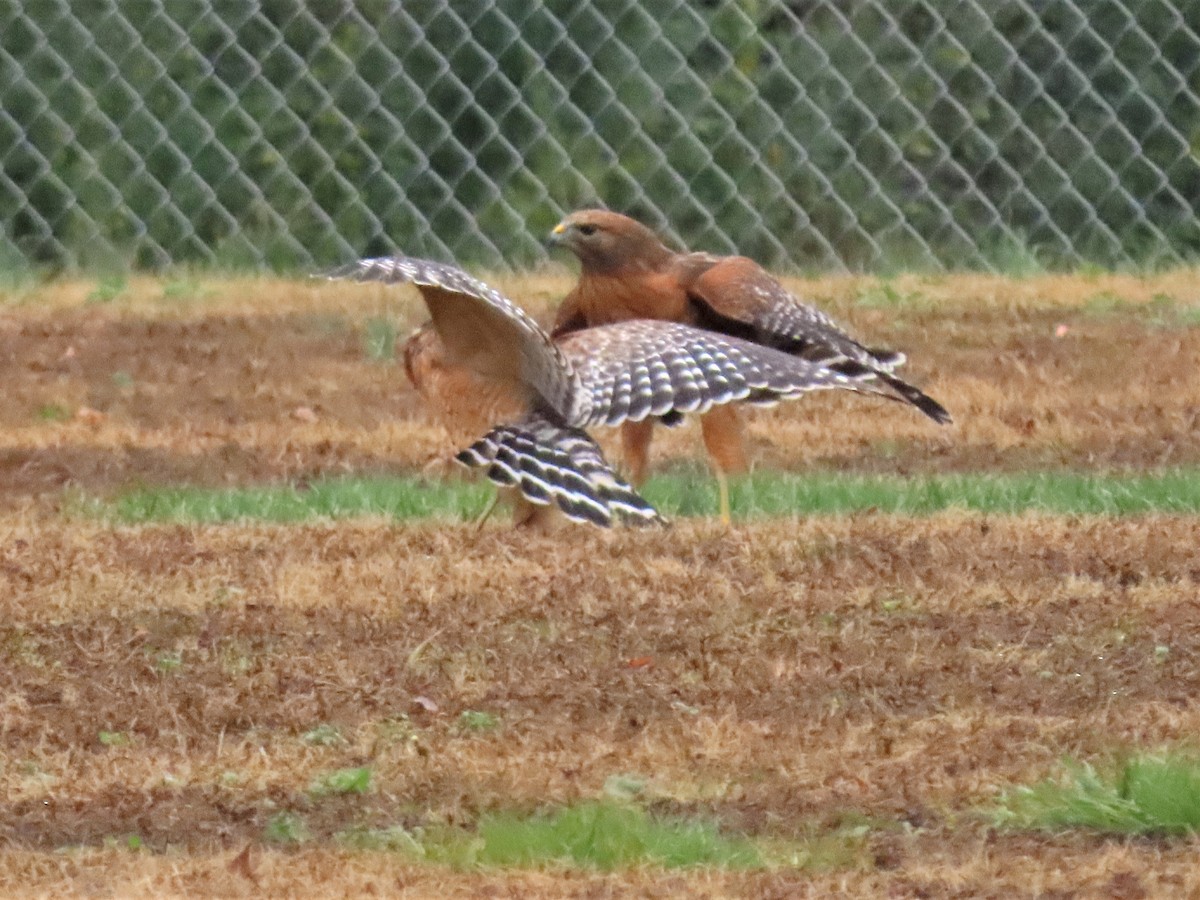 Red-shouldered Hawk - ML511626901