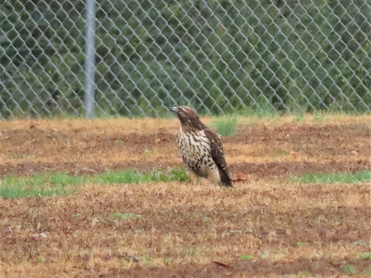 Red-shouldered Hawk - ML511626921