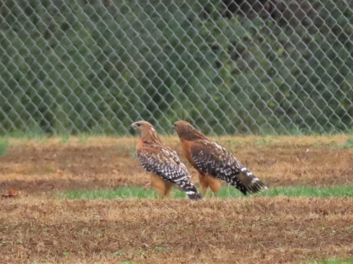 Red-shouldered Hawk - ML511626931