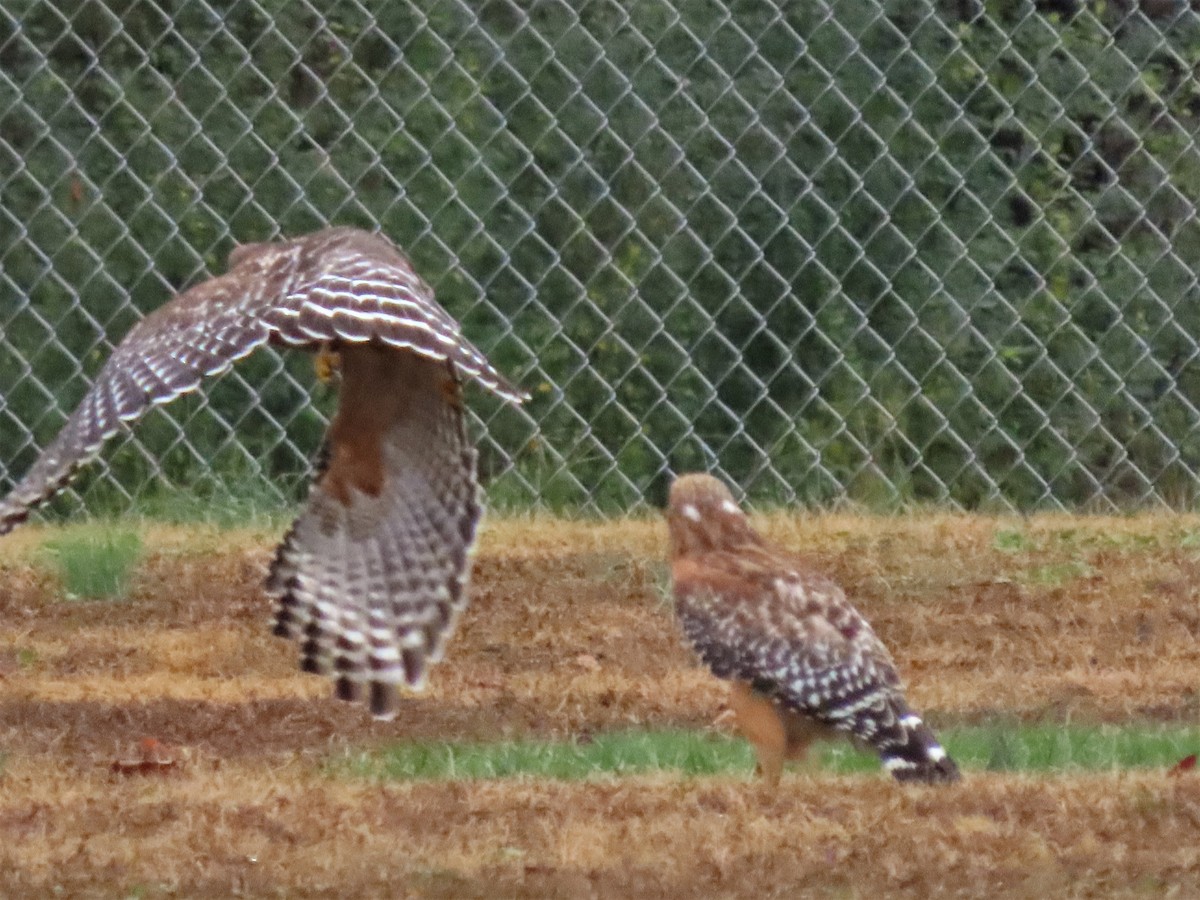 Red-shouldered Hawk - ML511626951