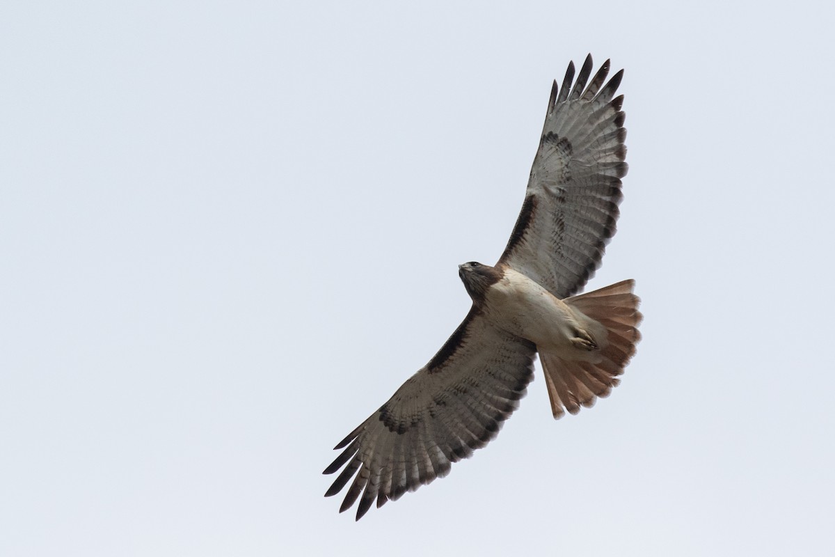 Red-tailed Hawk - ML511627011