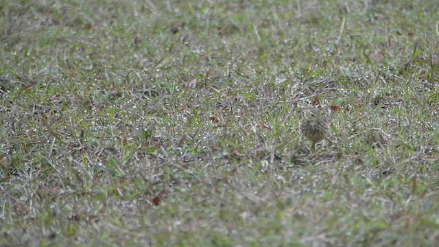 Pipit d'Amérique - ML511627141