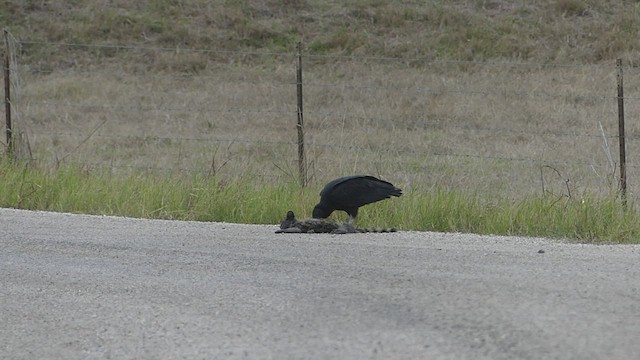 Urubu noir - ML511628471