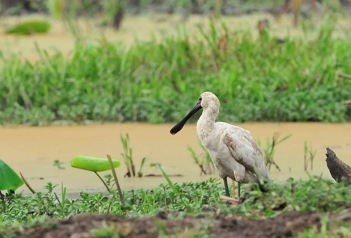 Royal Spoonbill - ML511630241