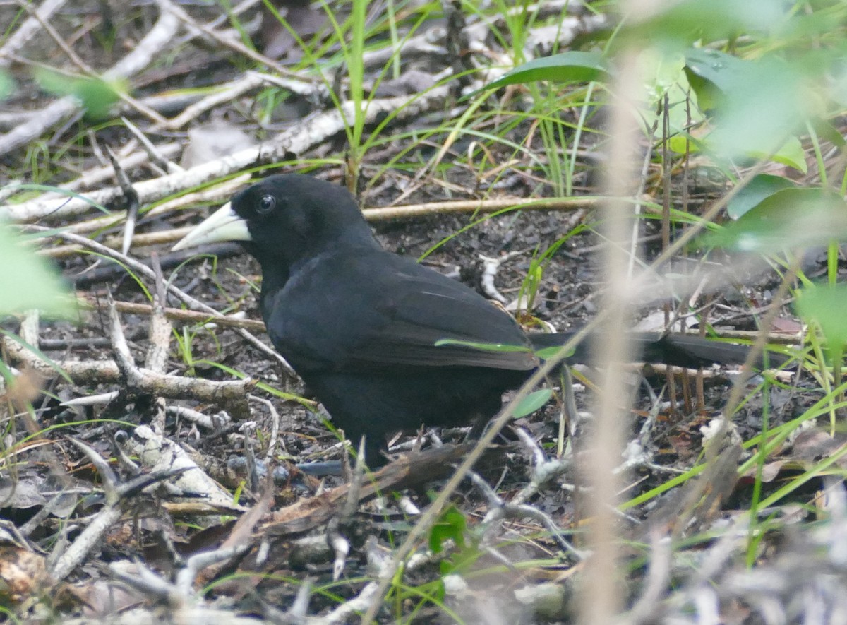 Yellow-billed Cacique - ML511630631