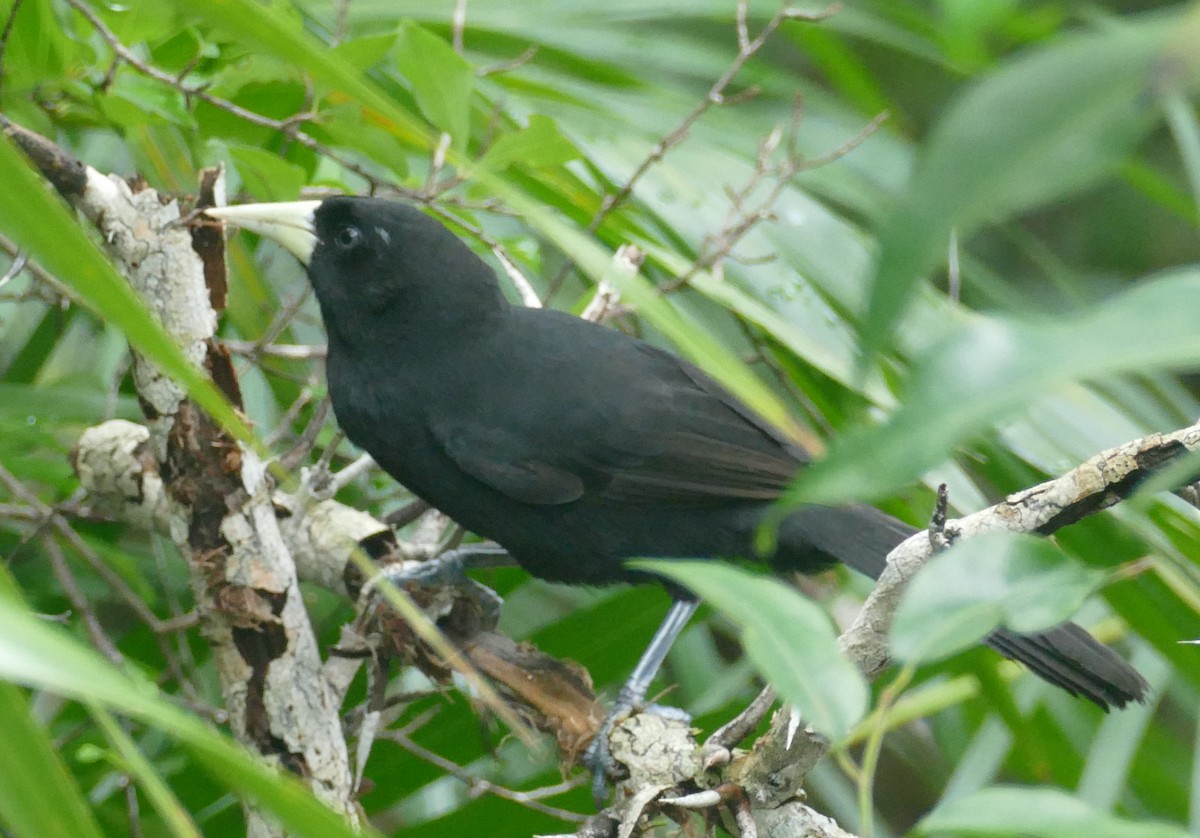 Yellow-billed Cacique - ML511630641