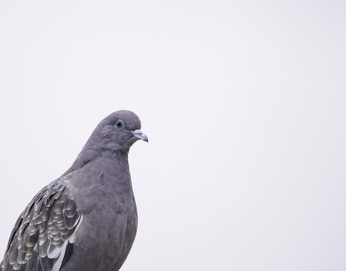 Spot-winged Pigeon - ML511631171