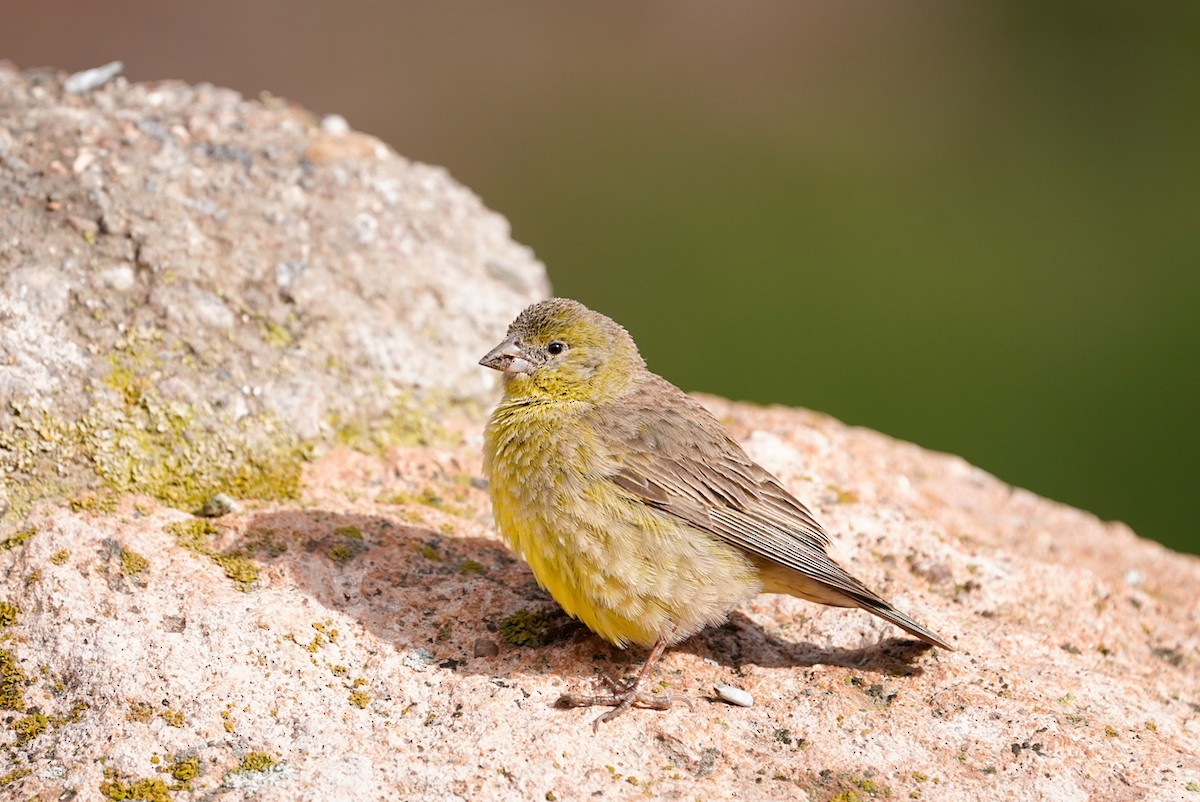 Greenish Yellow-Finch - ML511631371