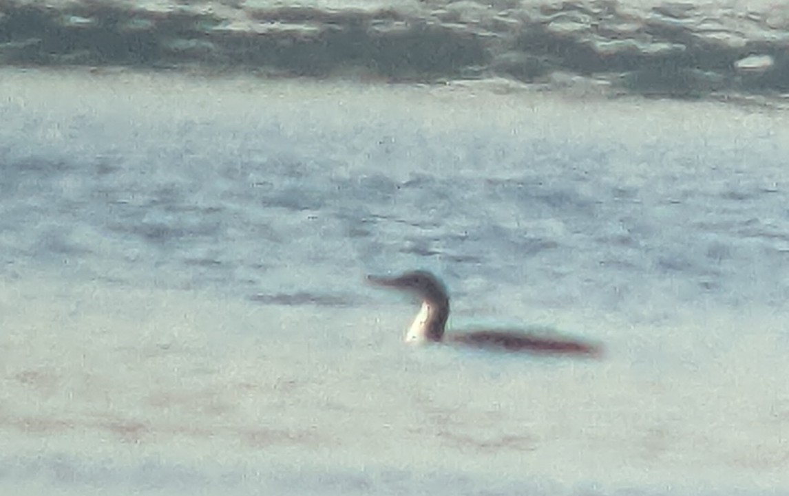 Common Loon - ML511631921