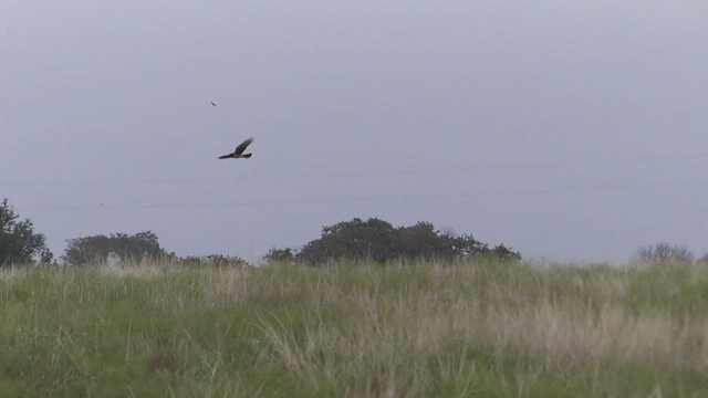 Busard des marais - ML511632311