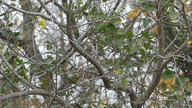 Bruant à face noire - ML511632471