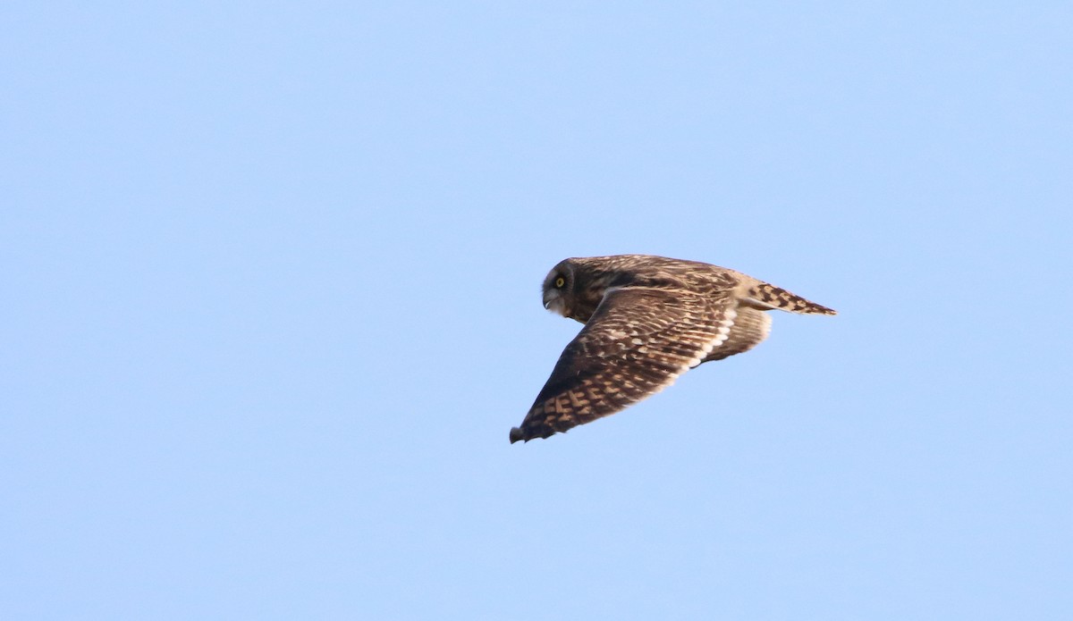 Short-eared Owl (Northern) - ML511632891