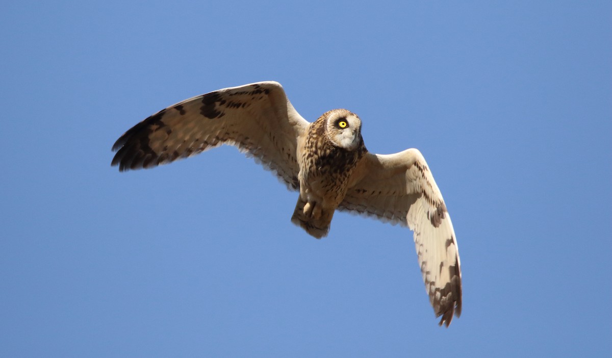 Short-eared Owl (Northern) - ML511632901