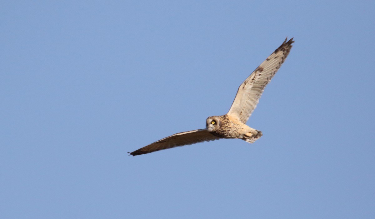 Short-eared Owl (Northern) - ML511632931