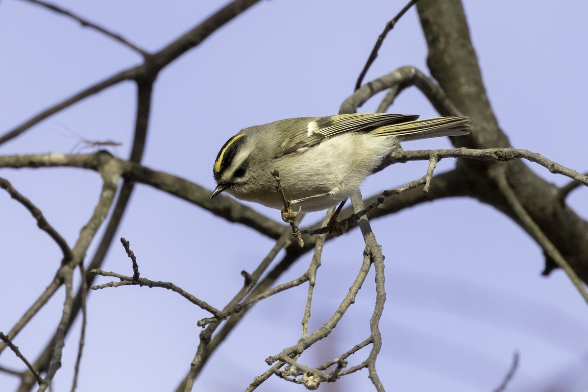 Golden-crowned Kinglet - ML511632971