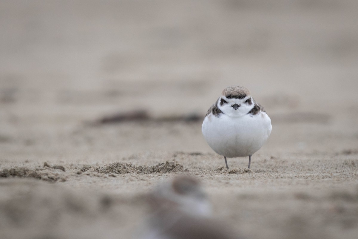 Snowy Plover - Clara Oliverson