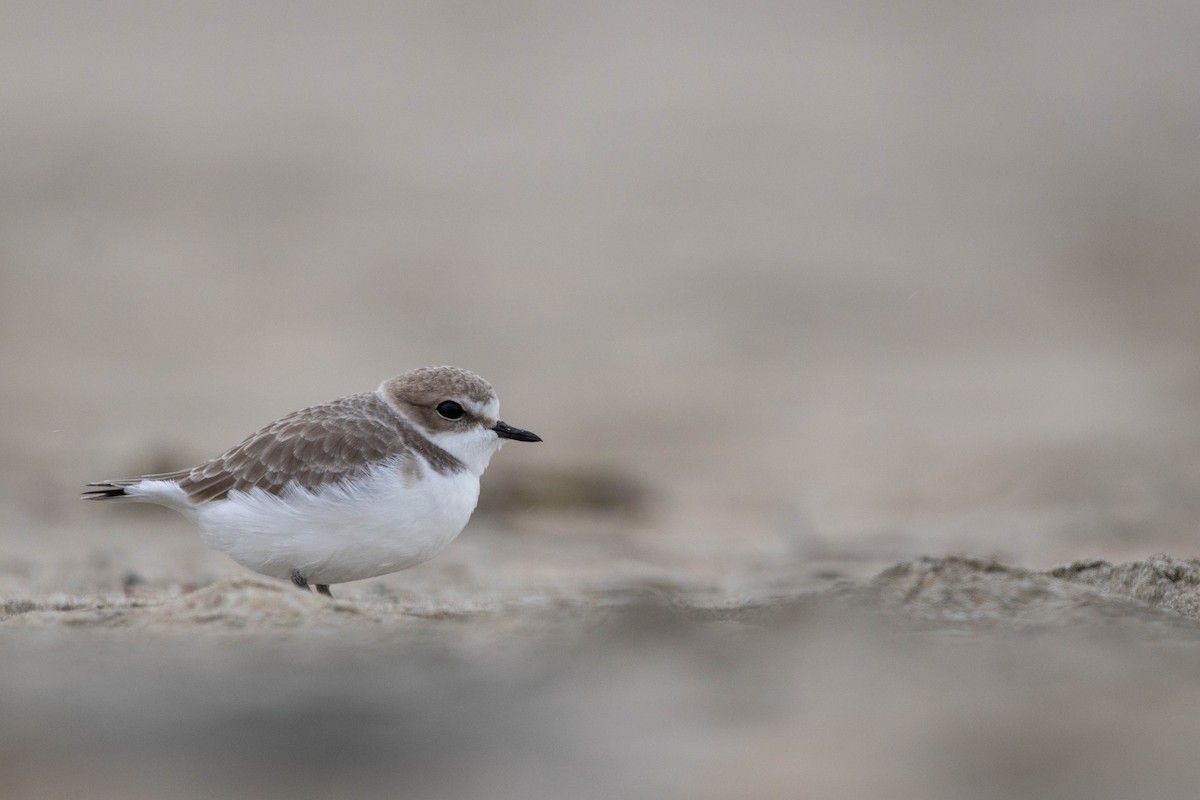 Snowy Plover - ML511633291