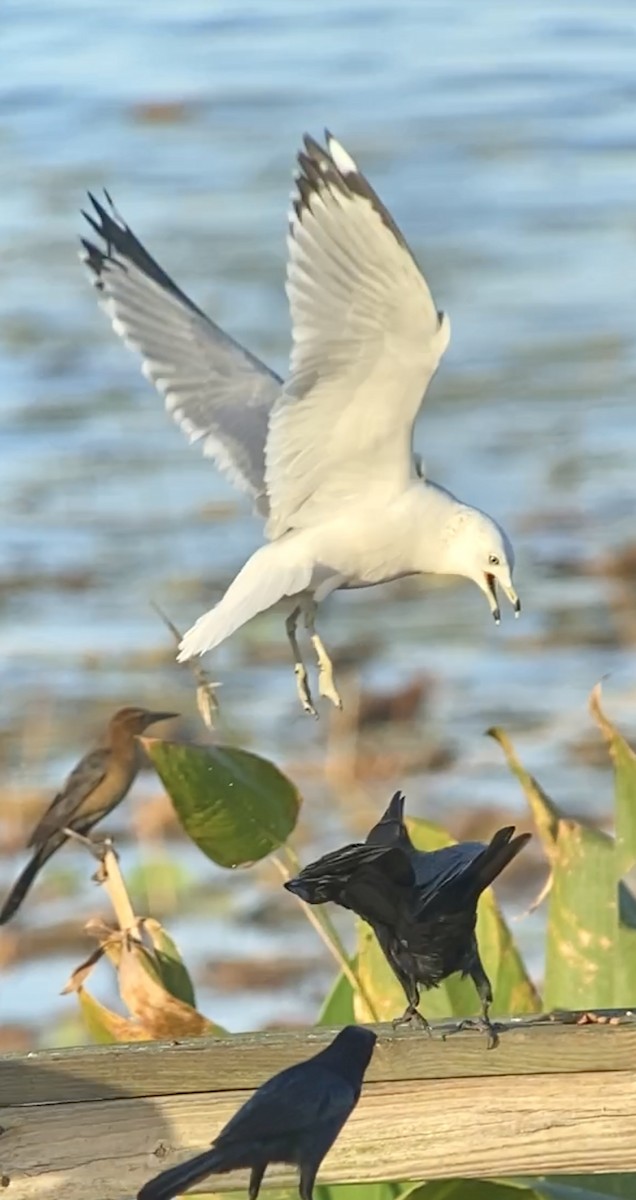Ring-billed Gull - Soule Mary
