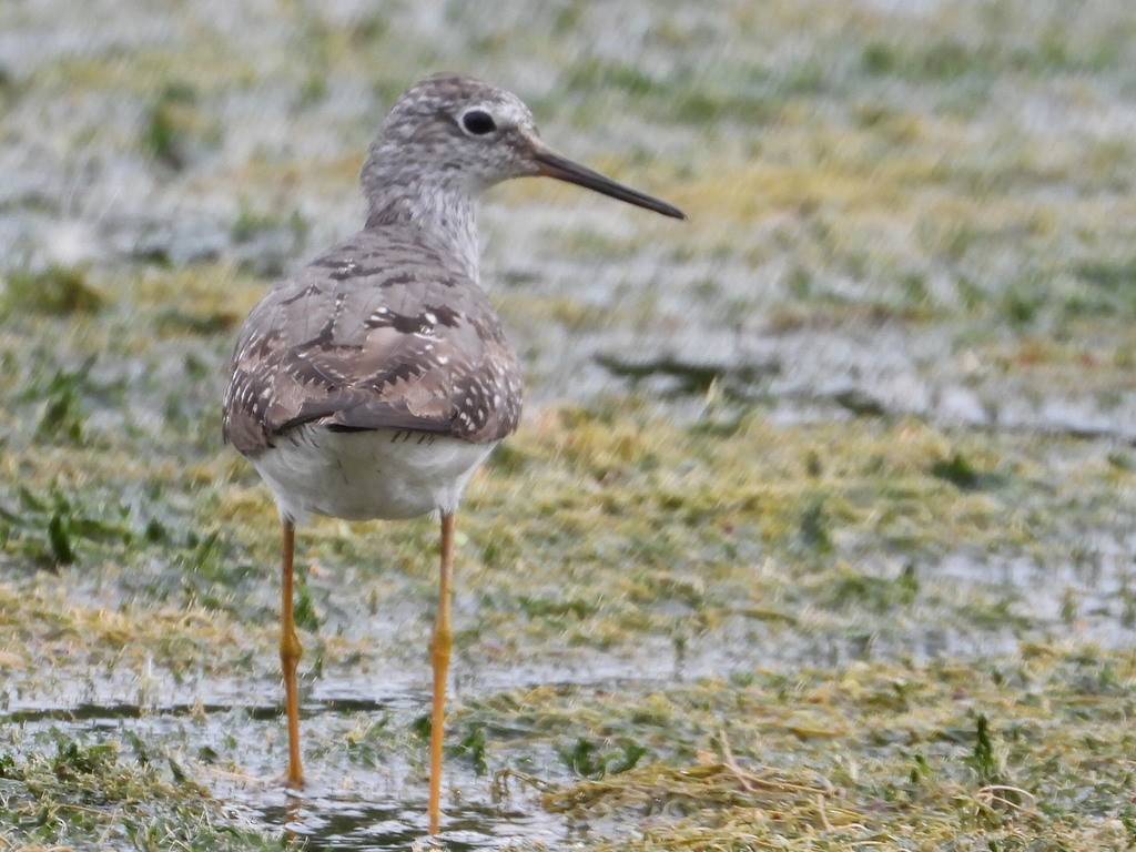 Lesser Yellowlegs - Liam Thorne