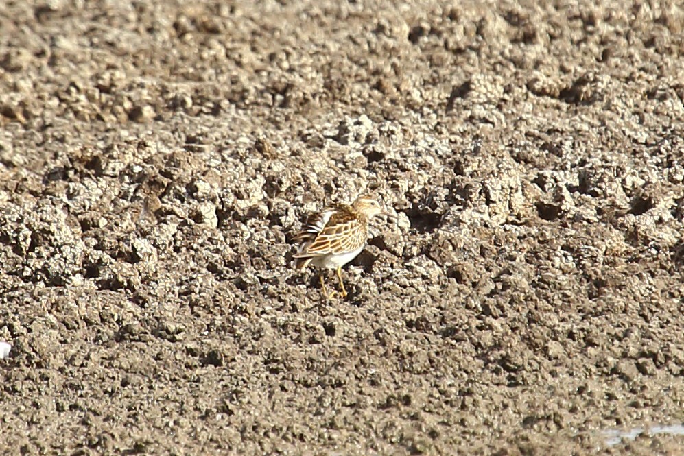 Pectoral Sandpiper - ML511634591