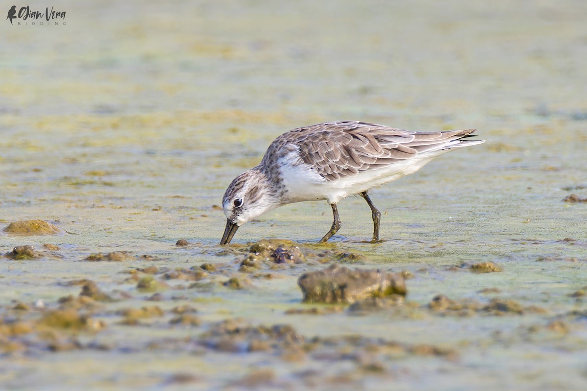 Semipalmated Sandpiper - ML511635391