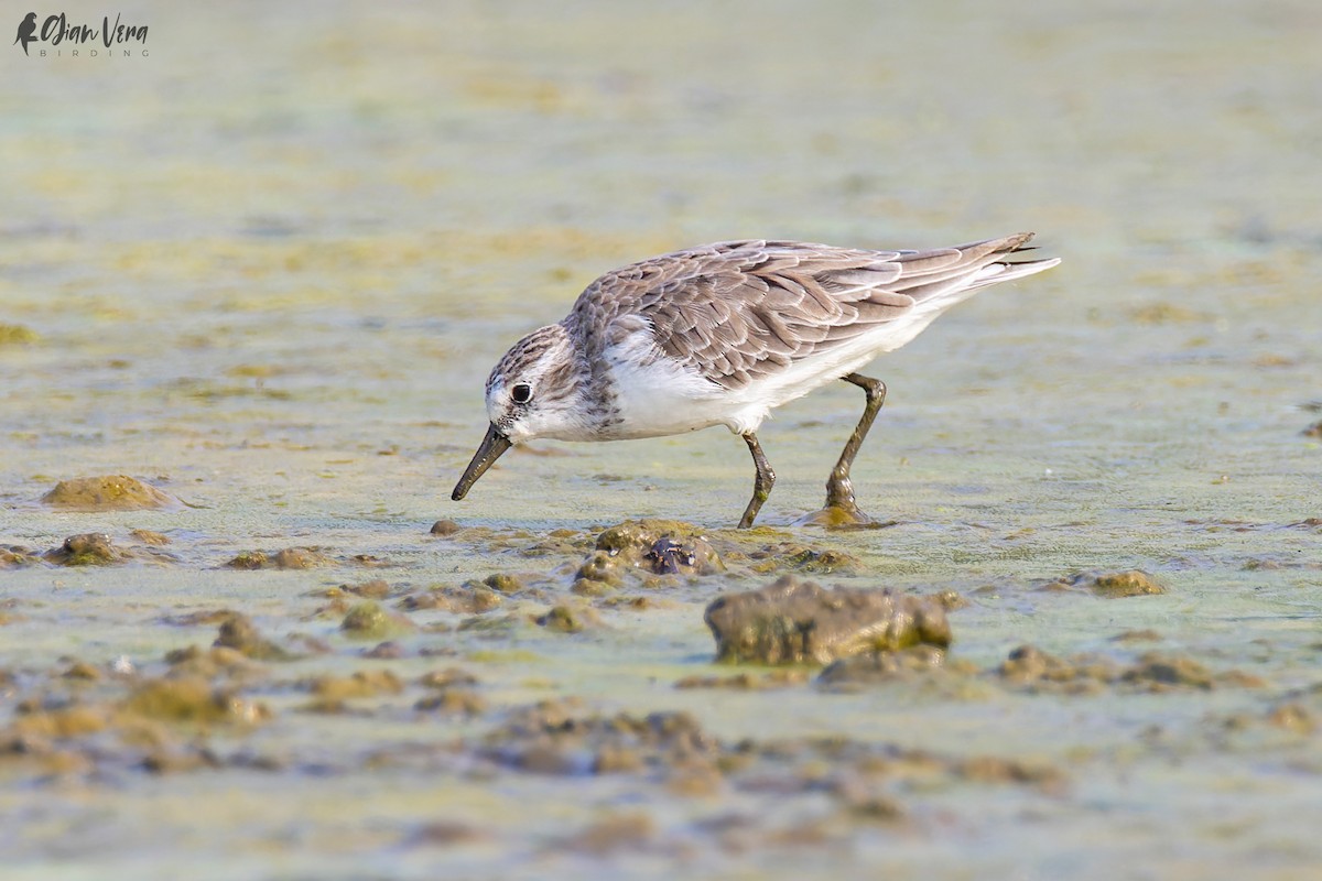 Semipalmated Sandpiper - Giancarlo Vera