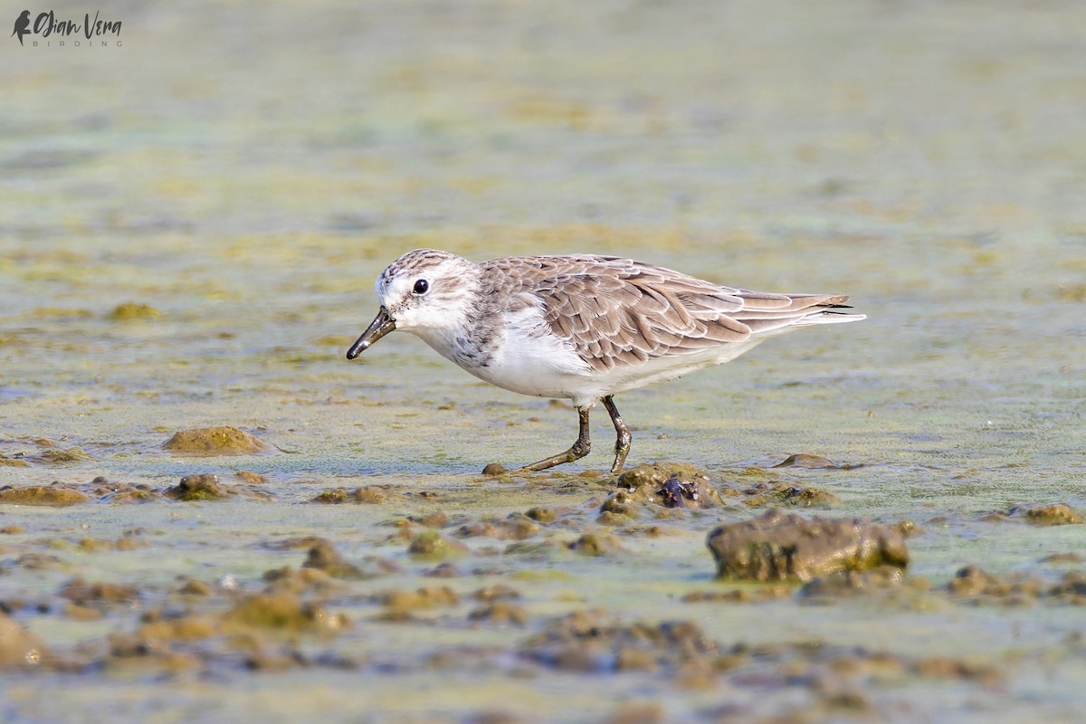 Semipalmated Sandpiper - Giancarlo Vera