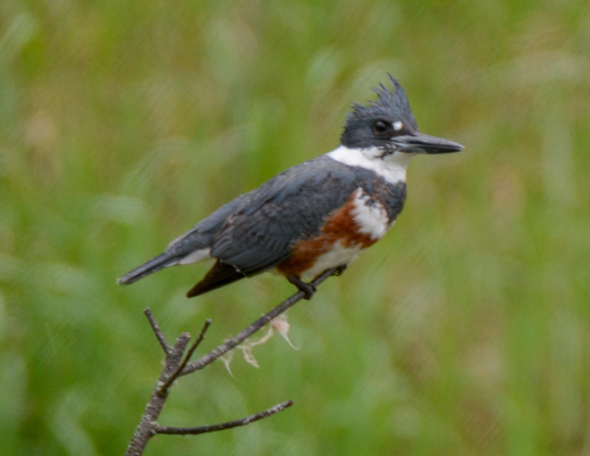 Belted Kingfisher - ML511635501