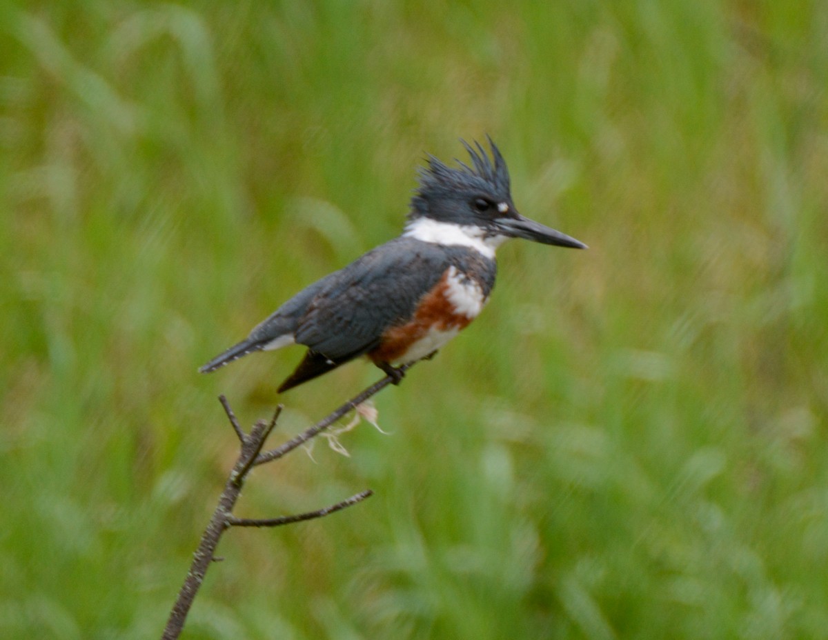 Belted Kingfisher - ML511635511