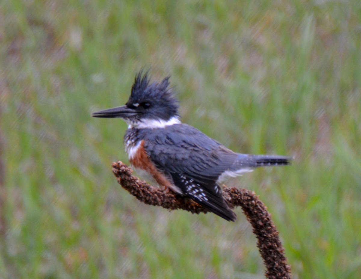 Belted Kingfisher - ML511635521