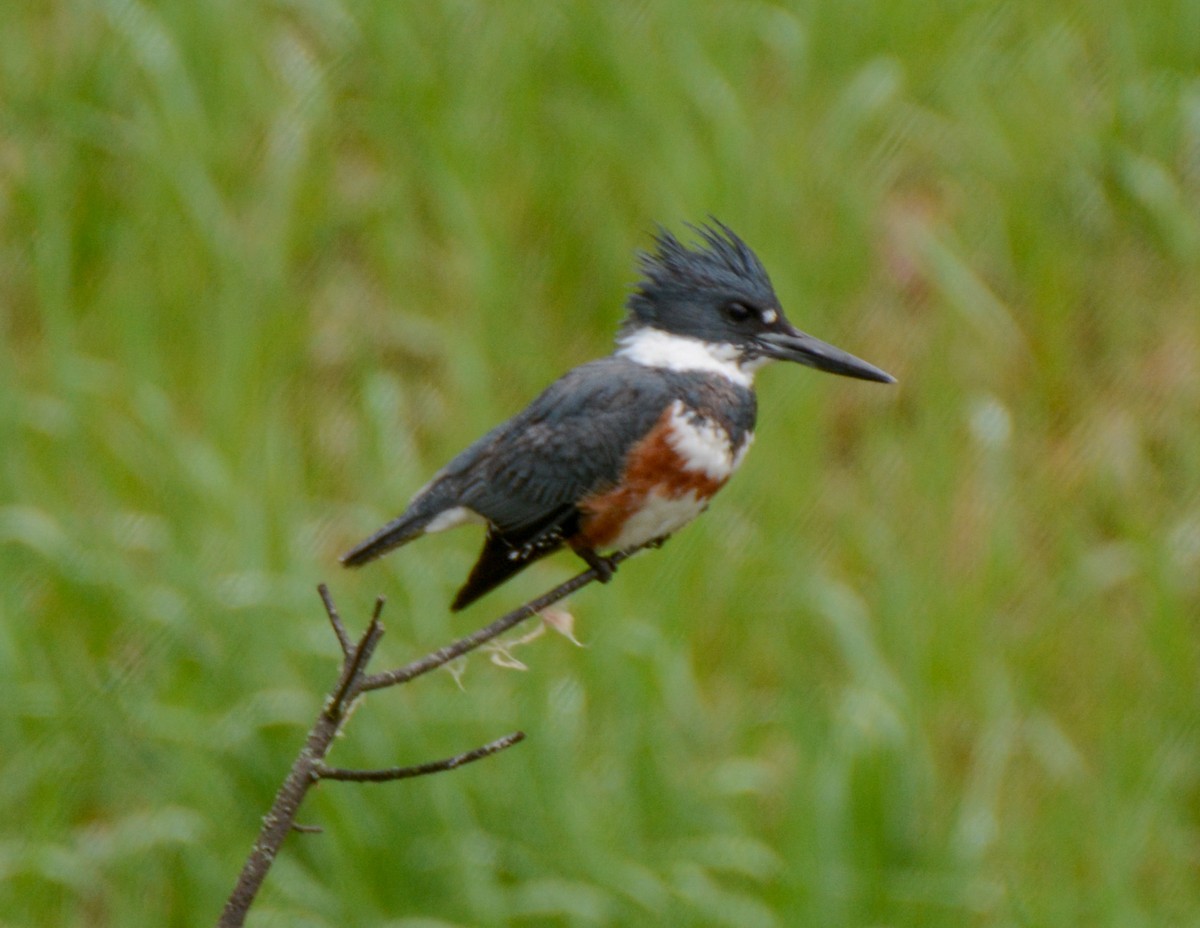 Belted Kingfisher - ML511635541