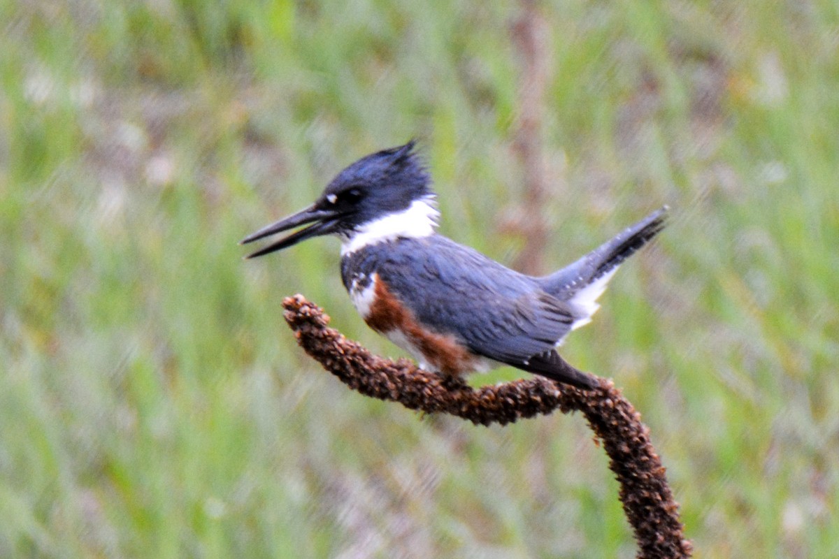 Belted Kingfisher - ML511635581