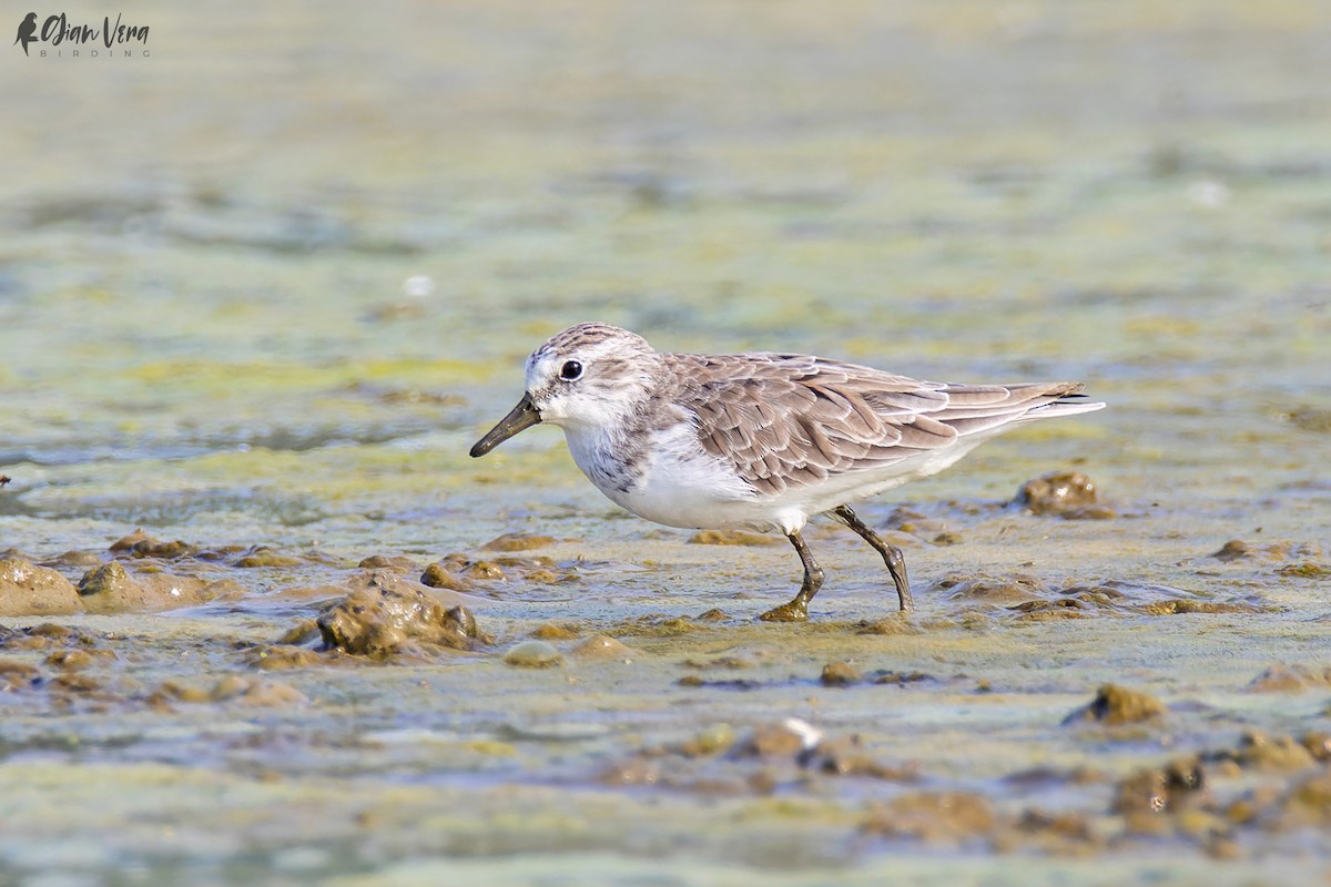 Semipalmated Sandpiper - ML511635611