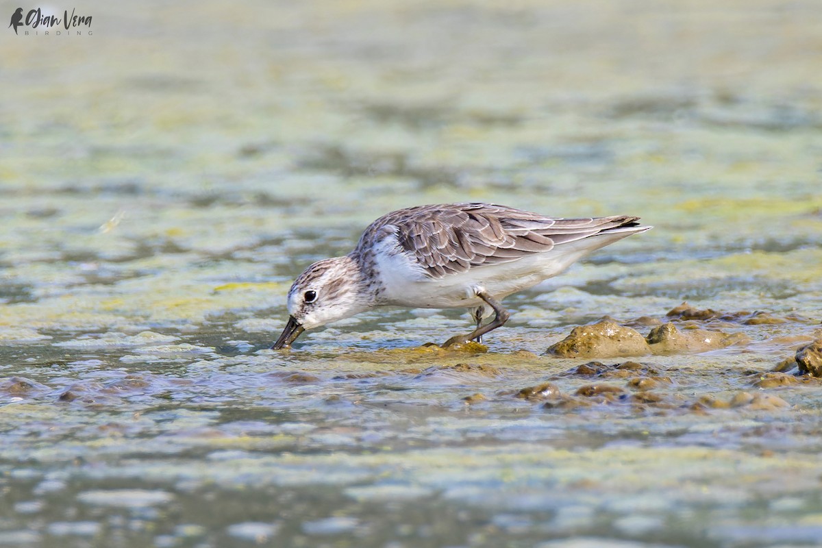 Semipalmated Sandpiper - Giancarlo Vera