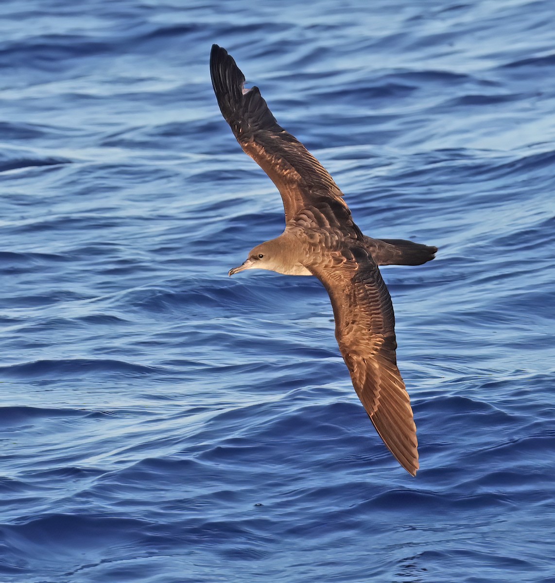 Wedge-tailed Shearwater - Glen Tepke