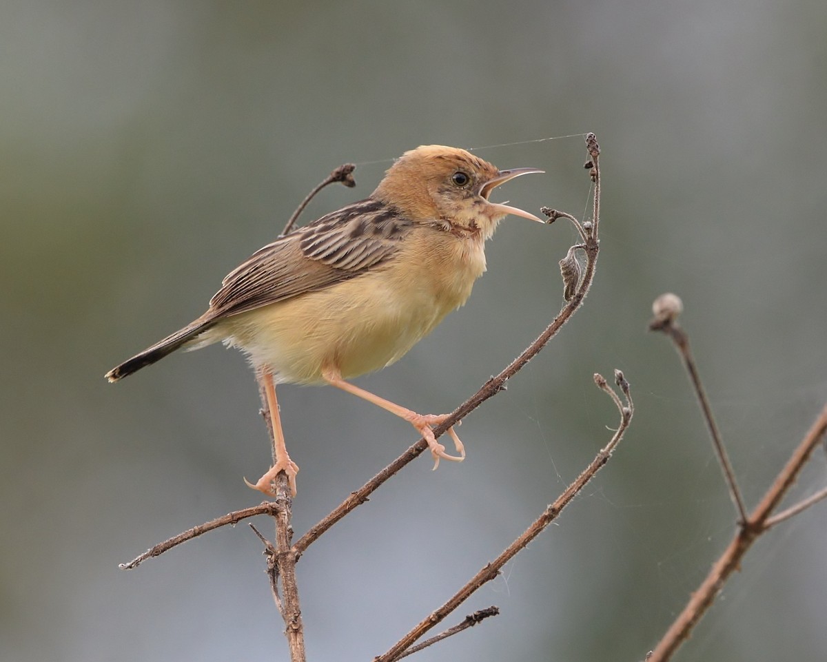 Golden-headed Cisticola - ML511636731