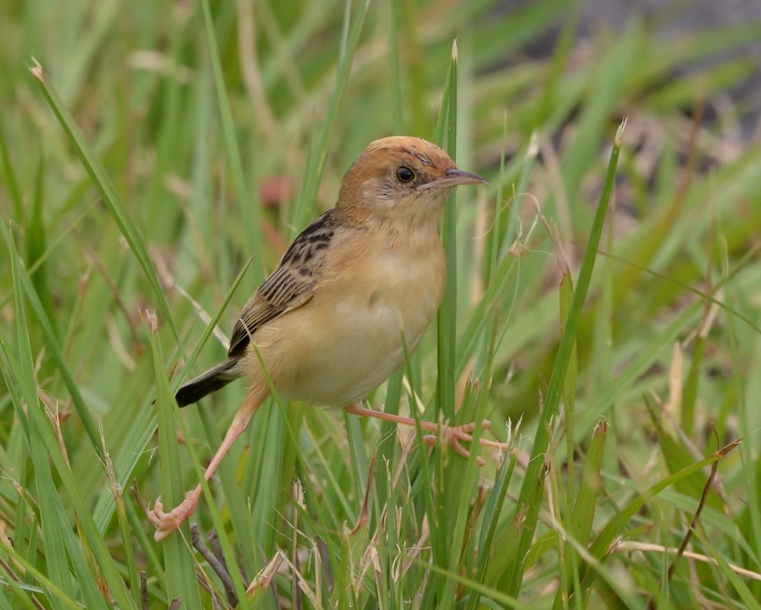 Golden-headed Cisticola - ML511636741