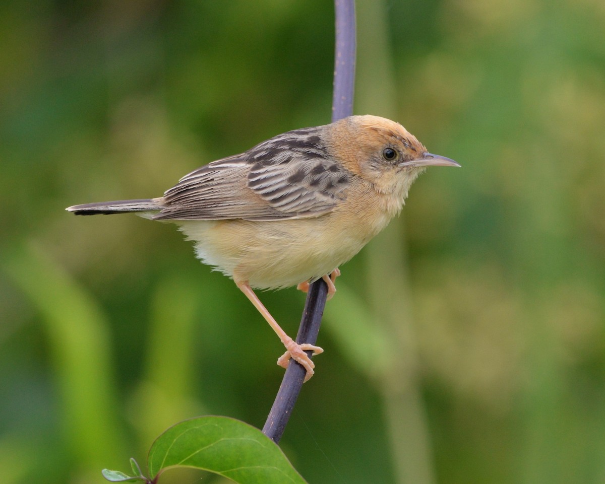 Golden-headed Cisticola - ML511636751