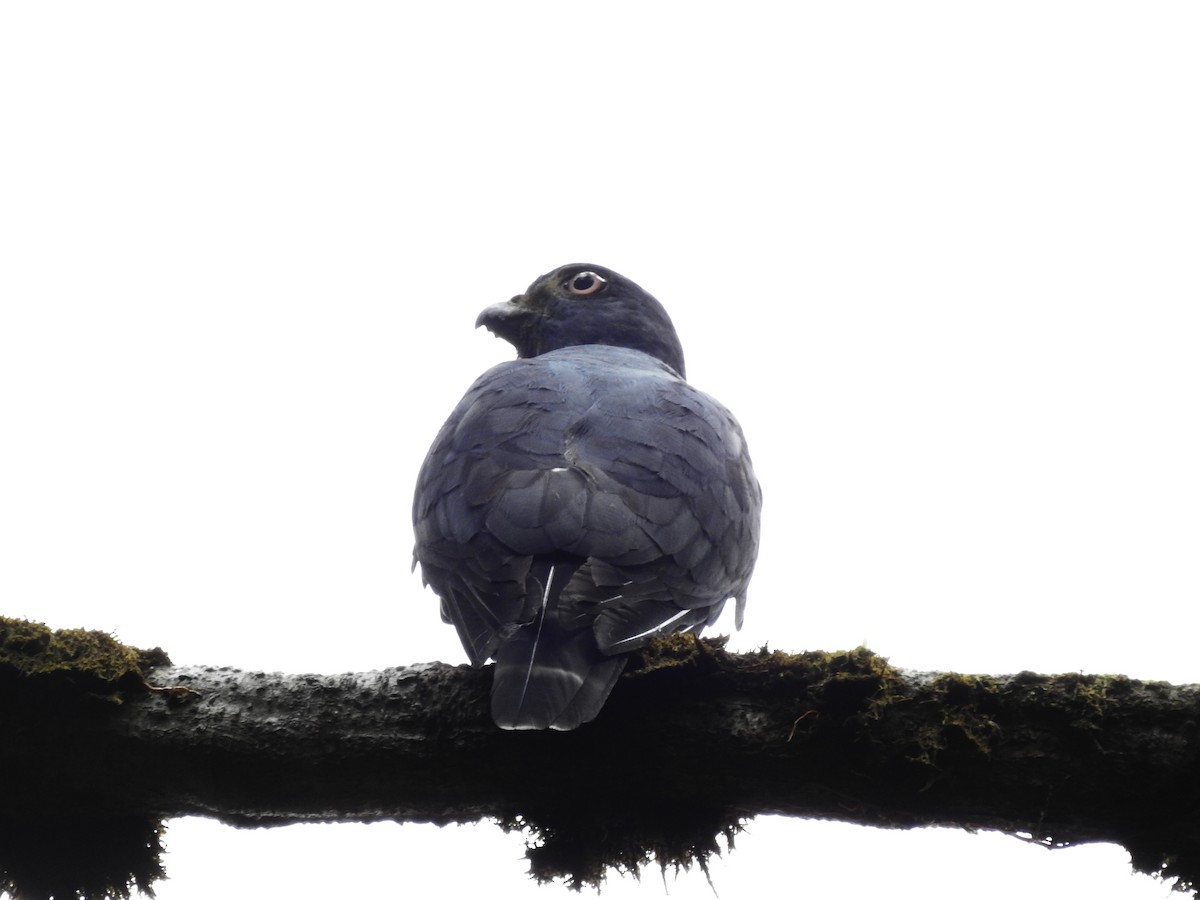 Double-toothed Kite - ML511637561