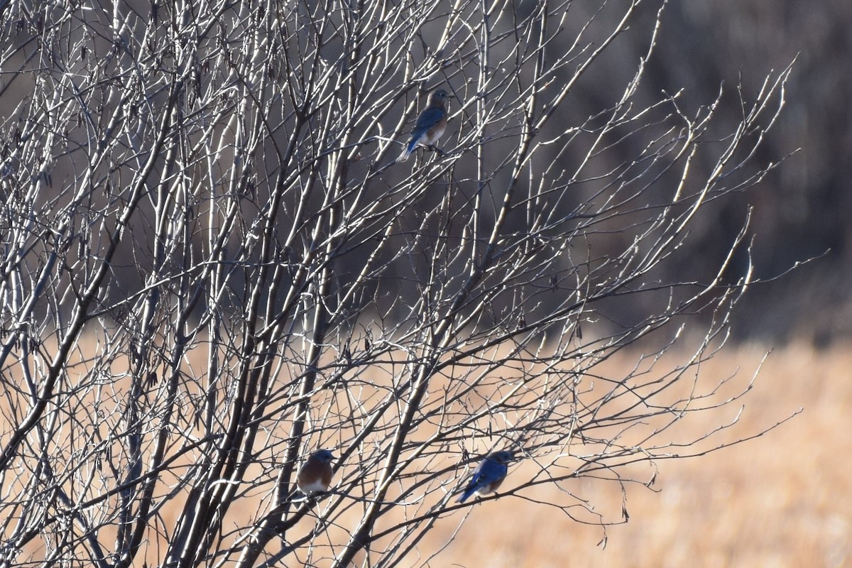 Eastern Bluebird - Joseph Sefter