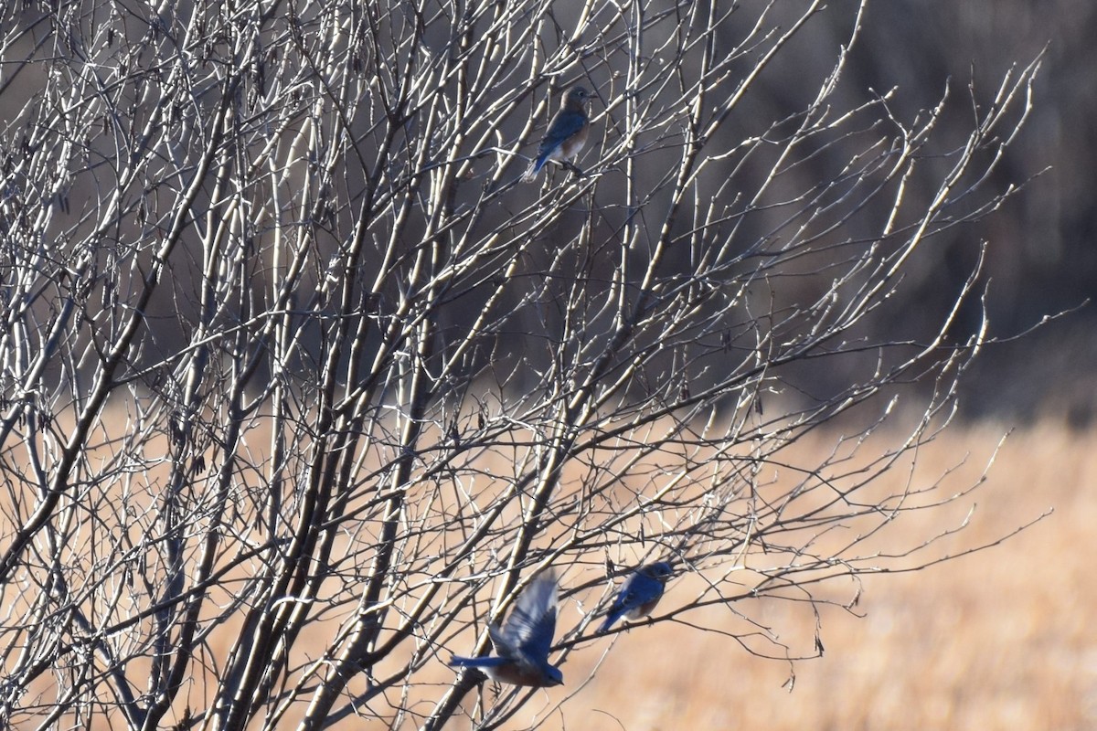 Eastern Bluebird - ML511638431