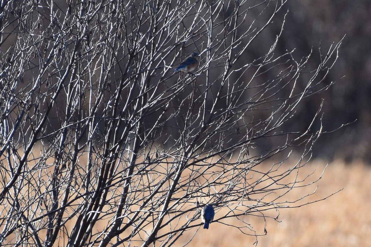 Eastern Bluebird - ML511638751