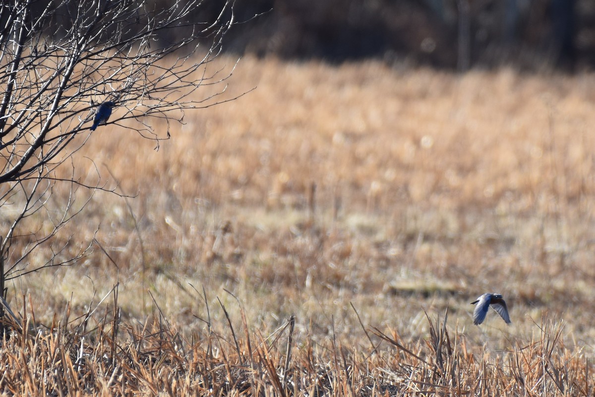 Eastern Bluebird - ML511638871