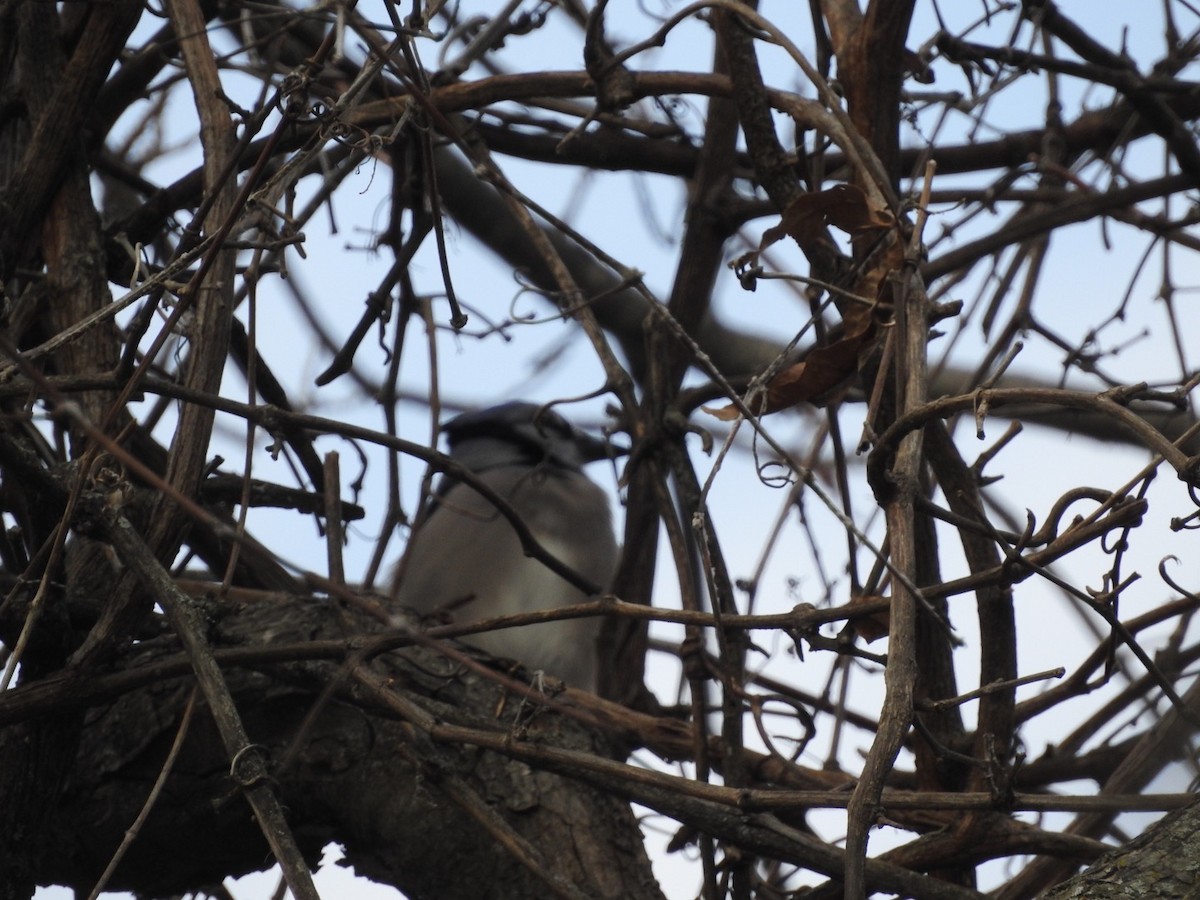 Blue Jay - ML511639131