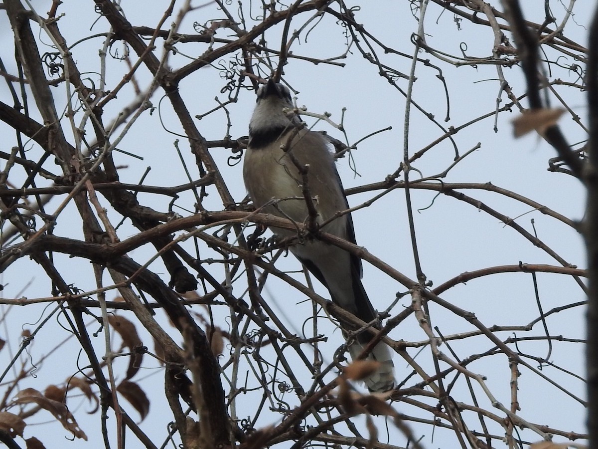 Blue Jay - ML511639141