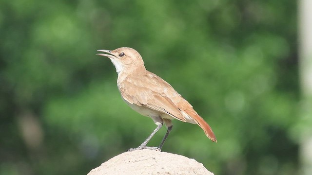 Rufous Hornero - ML511640831