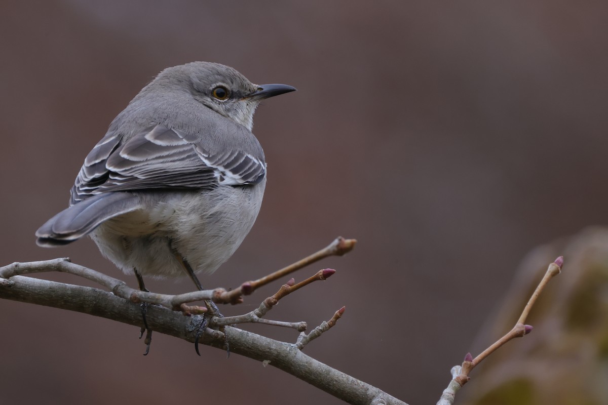 Northern Mockingbird - ML511643201